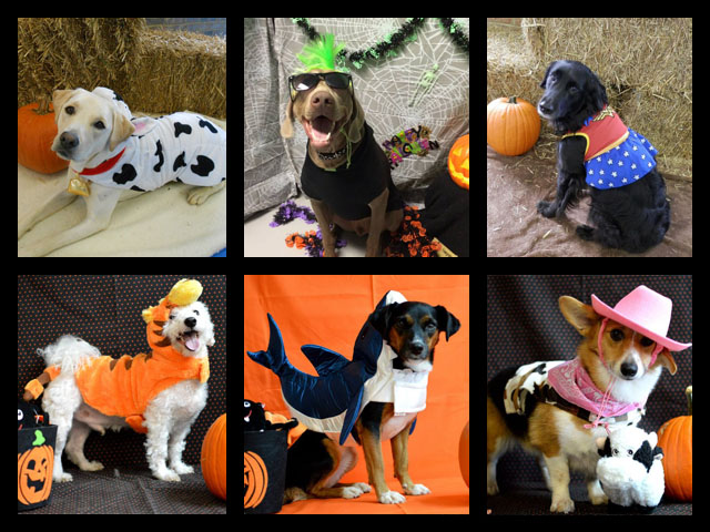 DogServices Halloween Collage