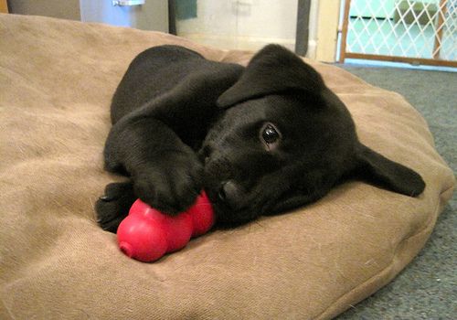 dog with kong toy