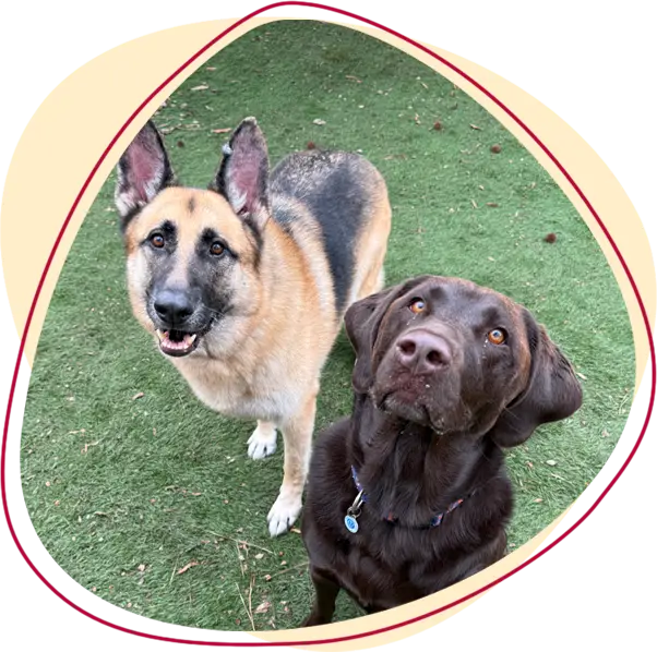 Home - Exciting Specials and dog services image