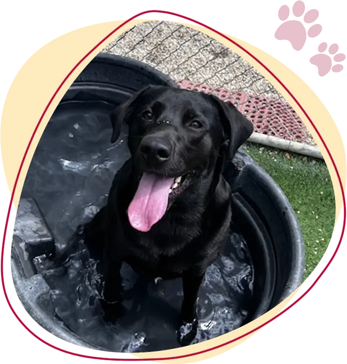 Home image 2 dog services image